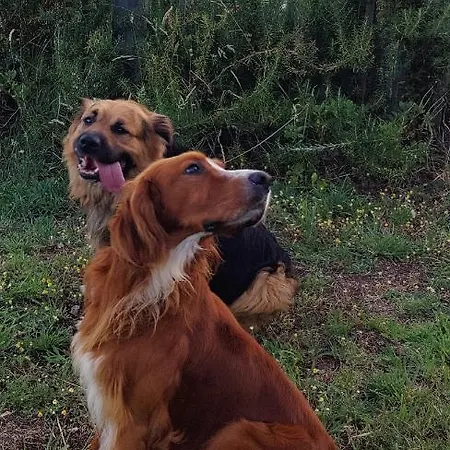 公寓 Mirador A Islas Cies